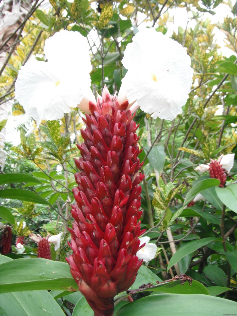 Tropical flowers at Matana Beach Resort | Dive Kadavu / Matana Beach Resort | Image #25/26 | 