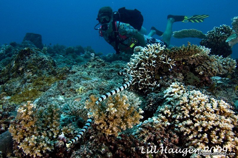 Wonders of the Deep, Sea snake | Dive Kadavu / Matana Beach Resort | Image #22/26 | 