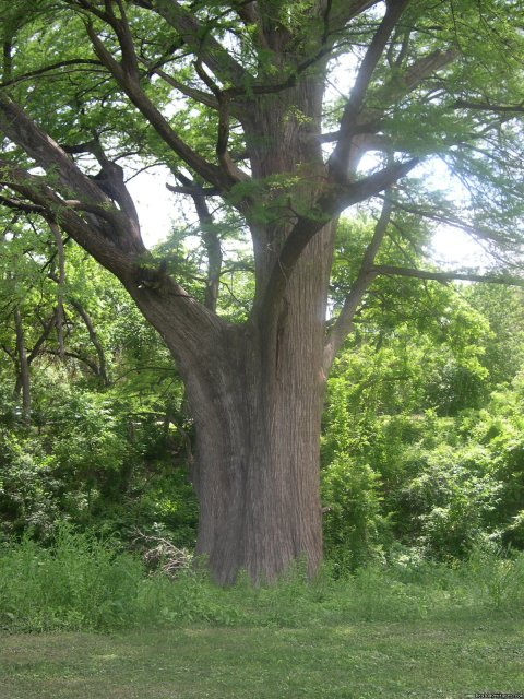 Cypress Trees along the Frio River