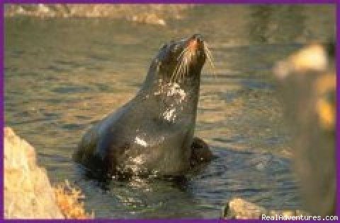 Swim with the Seals in Kaikoura | Black Sheep Touring Company | Image #6/7 | 