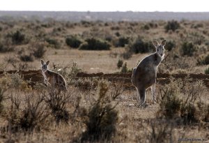 Broken Hill Corner Country Adventure Tours | BROKEN HILL N.S.W., Australia Sight-Seeing Tours | Pacific Tours