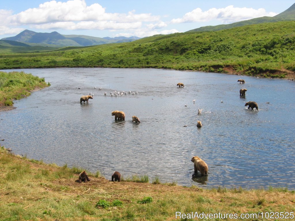 Brown Bear Watching | Alaska's Kodiak Wilderness Sport Fishing | Image #5/11 | 