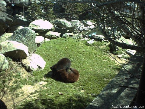 Bears at Grandfather Mountain | Hummingbird Lodge Bed & Breakfast | Image #2/3 | 