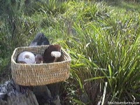 Aboriginal basket with mushrooms
