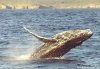 Dolphin Explorer Cruises | Huskisson, Jervis Bay, Australia