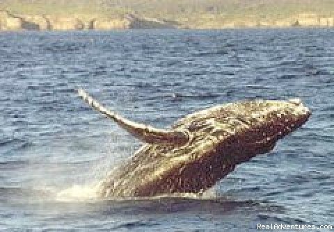 Photo #1 | Dolphin Explorer Cruises | Huskisson, Jervis Bay, Australia | Whale Watching | Image #1/4 | 