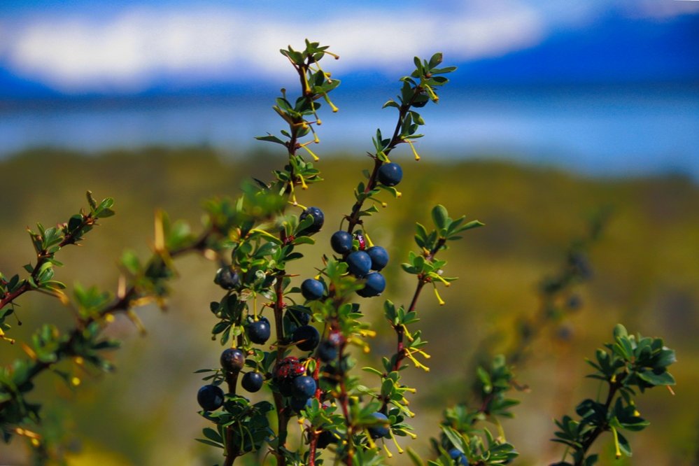 Calafate Bush | Fantastic Patagonia & Australis Cruise | Image #6/10 | 