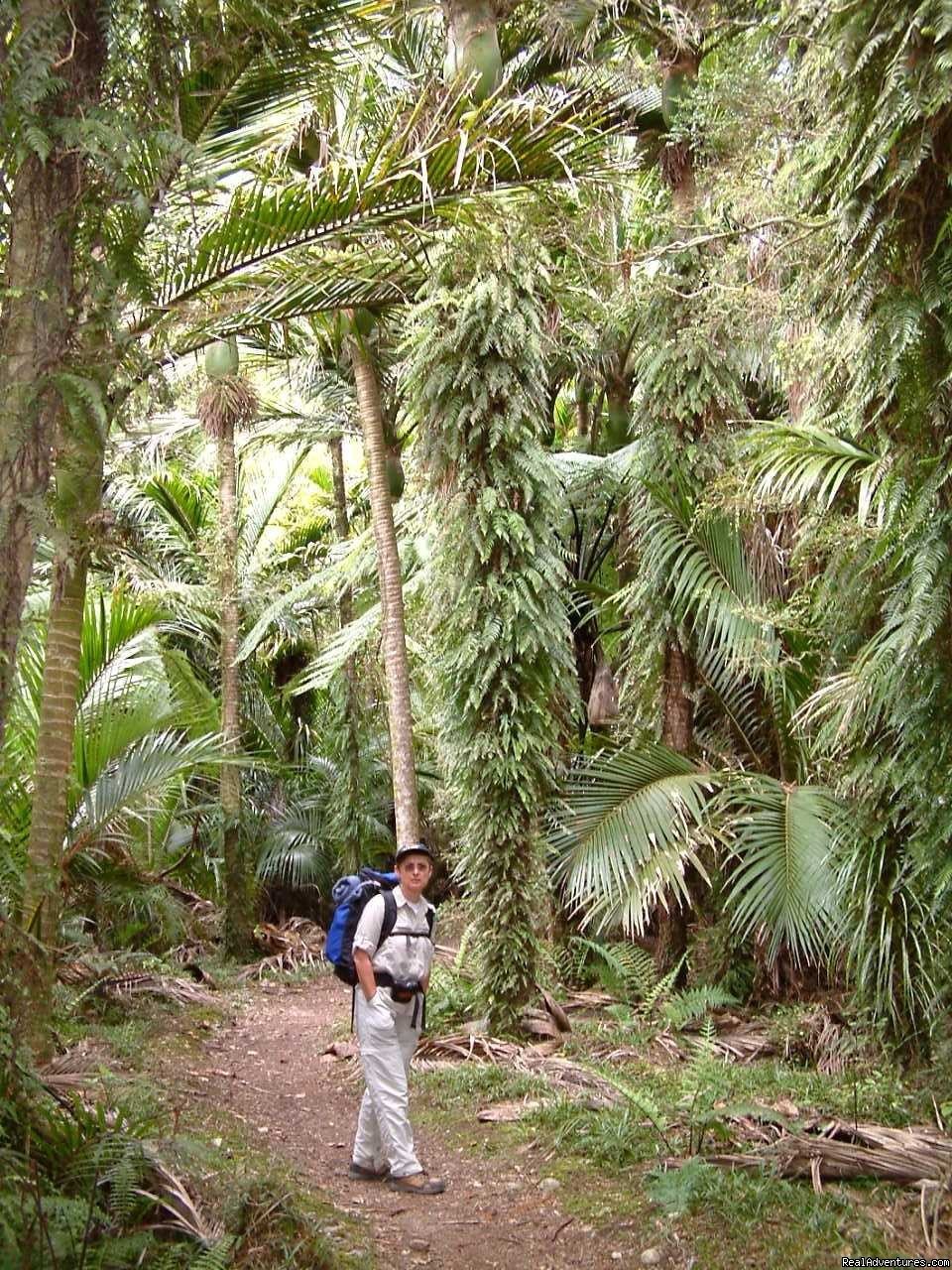 Heaphy rain forest | Bush & Beyond guided conservation walks | Image #3/3 | 