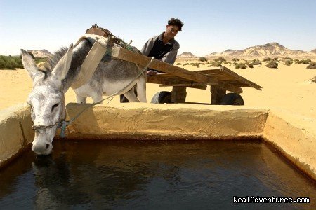Donkey Drinking From Well | Egypt Tours, Nile Cruises & Red Sea Diving | Image #15/22 | 