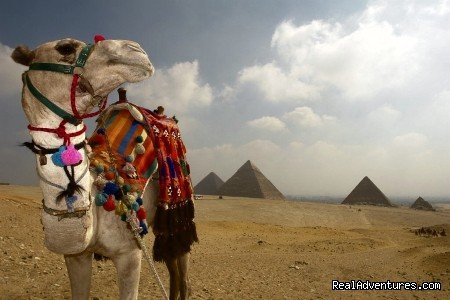 Camel Near Giza Pyramids | Egypt Tours, Nile Cruises & Red Sea Diving | Image #20/22 | 