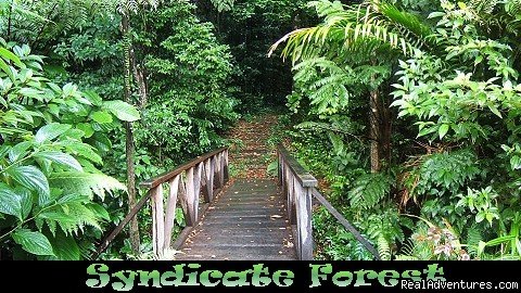 Syndicate Forest, , Morne Diablotin National Park | Nature Island Destinations Ltd. | Image #15/15 | 