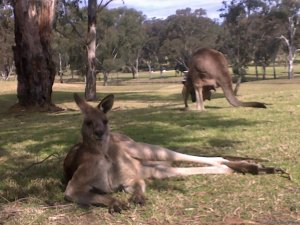 Sydney Golf Australia | Yarrawarrah NSW, Australia Golf | Coolangatta, Australia Golf