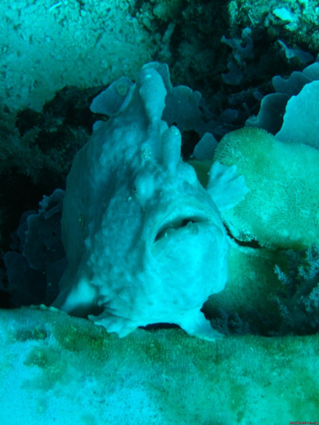 Frog Fish in Dauin | the One Love Dive Shop great diving&gourmet meals | Image #3/4 | 