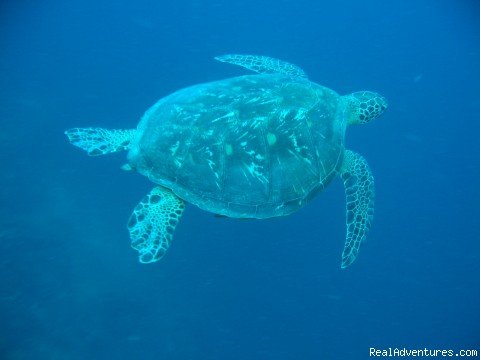 turtle at apo | the One Love Dive Shop great diving&gourmet meals | Image #2/4 | 