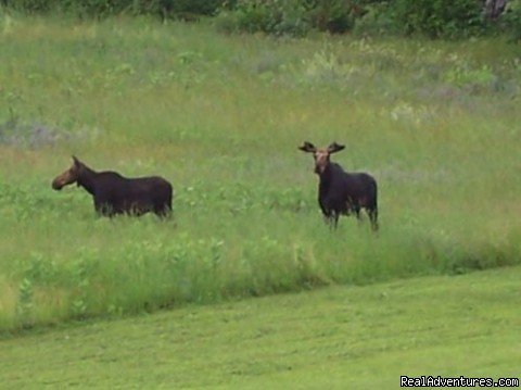 Moose crossing our field