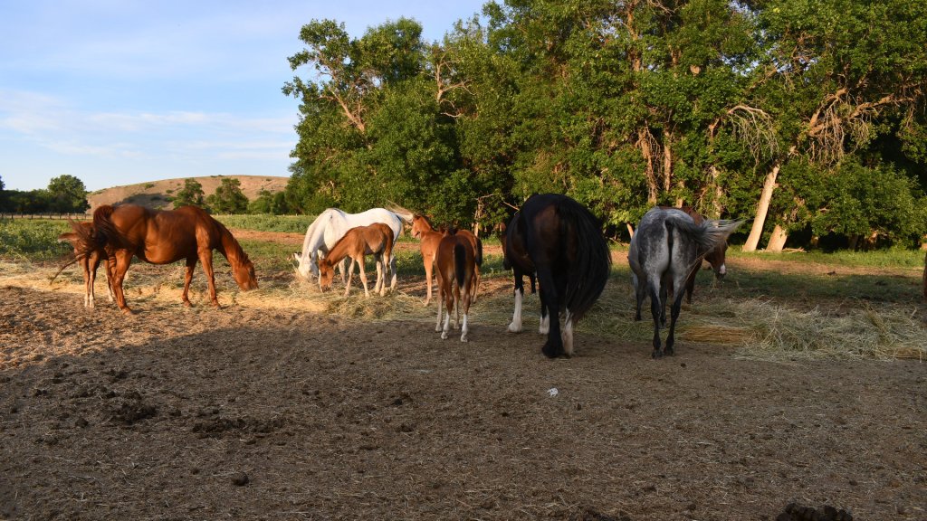 Horses And Colts | Get Away And Relax At The Wald Ranch | Image #3/4 | 