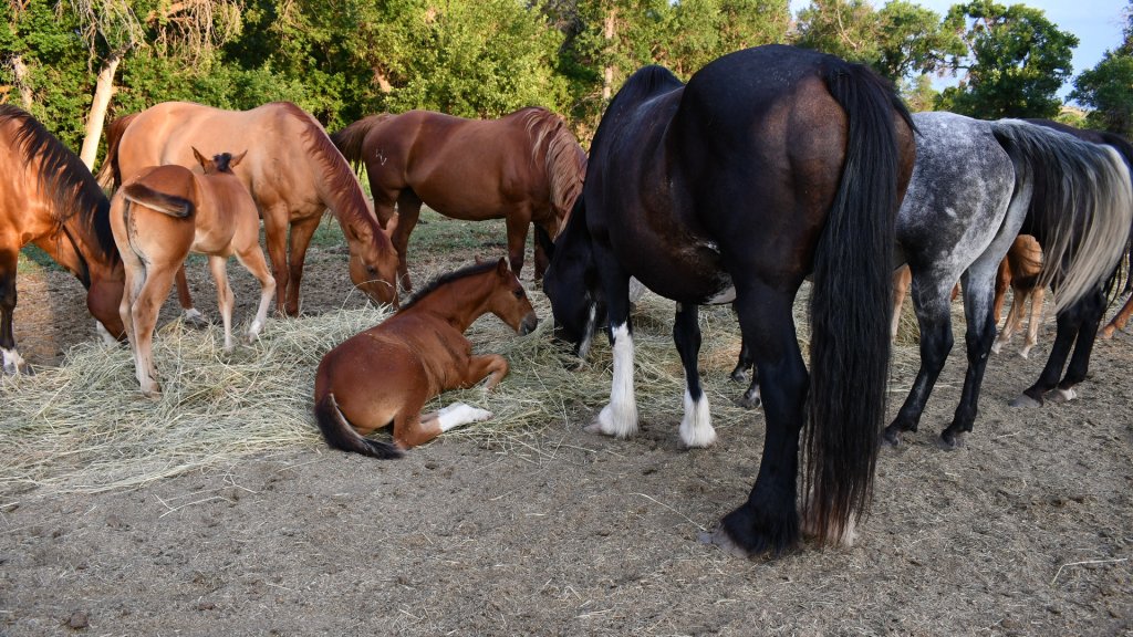 Horses And Colts | Get Away And Relax At The Wald Ranch | Image #2/4 | 