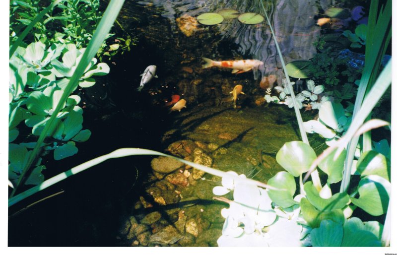 Murray House Koi Pond | Murray House:   It's a Special Place | Image #9/20 | 