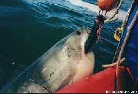 Great White Shark | Le Africa Express Travel - Adventure Tours | Cape Town, South Africa | Hiking & Trekking | Image #1/5 | 