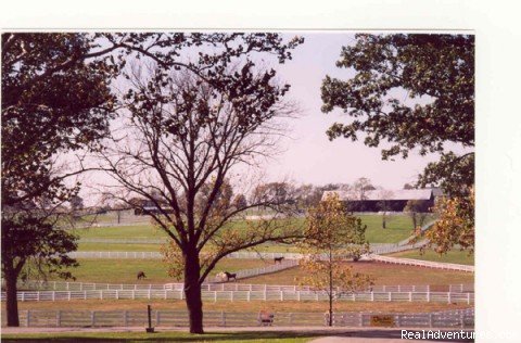 Acres of picket fences around Lexington | Lexington, Kentucky is Horse Country | Bardstown, Kentucky  | Articles | Image #1/3 | 