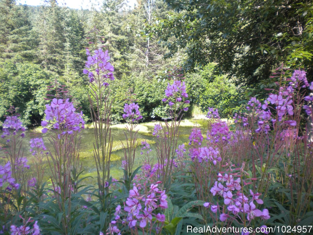 View from the yard | Trail River Gardens Cottage | Image #5/13 | 