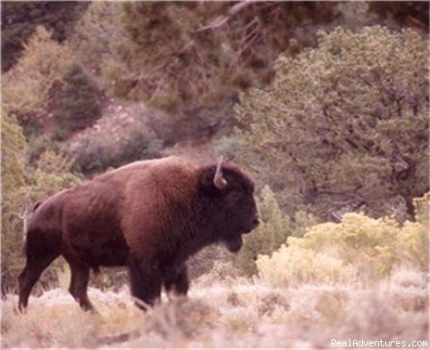 Henry Mt. Free Roaming bison | Image #2/19 | Horses, Hiking and tours in Utah