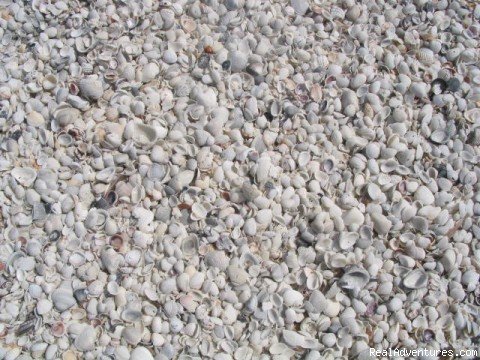 276 varieties of seashells | Enjoy Sea and Sand on Sanibel Island | Image #4/6 | 