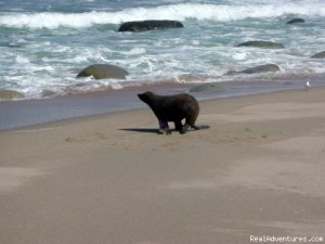 Explore New Zealand with Black Sheep Touring Co.