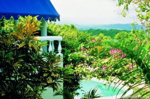orchid tree and pool | Hotel Mocking Bird Hill | Port Antonio, Jamaica | Hotels & Resorts | Image #1/6 | 