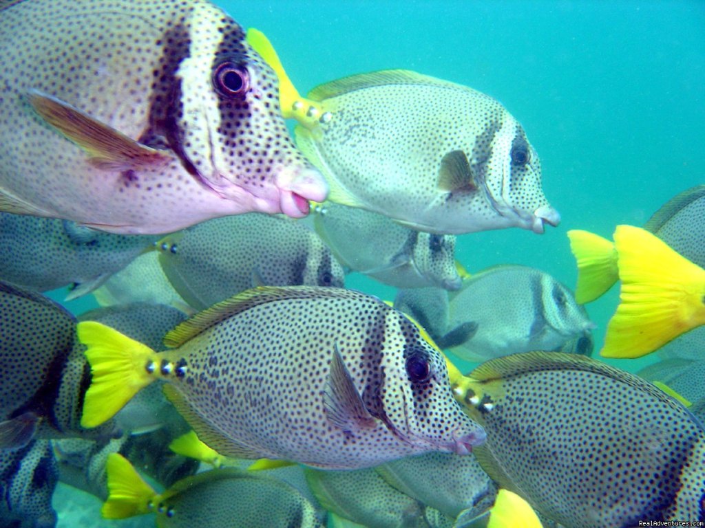 School of yellow tails at the Island | Hooka, Snorkel and scuba dive tours in Acapulco | Acapulco, Mexico | Scuba Diving & Snorkeling | Image #1/7 | 