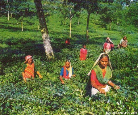 Tea Garden Trip at Bangladesh