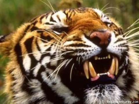 Bengal Tiger with Us | Travel Bangladesh | Image #4/11 | 