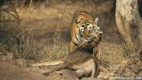 Photo #2 | Wildlife Tours And Safaris India | Image #2/4 | 
