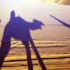 Camel Trip in Merzouga Sahara Desert Morocco Camel Shadows