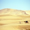Camel Trip in Merzouga Sahara Desert Morocco Camel Walking