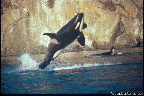 orca whale breach