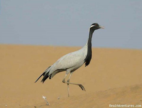 Demoiselle Crane | Wildlife & Nature Tours in India | Barren Island, India | Wildlife & Safari Tours | Image #1/2 | 