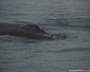 Whale Watching - eco tours/ San Francisco Bay Area