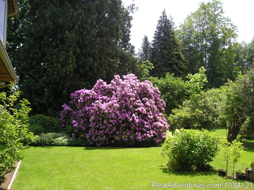 The largest Rhododendron bushes on Vancouver Island | Cedar Wood Lodge Bed & Breakfast Inn | Image #23/26 | 