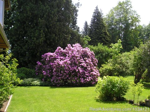 The largest Rhododendron bushes on Vancouver Island | Image #23/26 | Cedar Wood Lodge Bed & Breakfast Inn