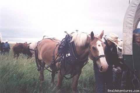 Draft horse resting along side wagon | Family Adventure on Genuine Covered Wagon Train | Image #4/13 | 