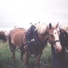 Family Adventure on Genuine Covered Wagon Train Draft horse resting along side wagon