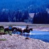 Wilderness Horseback Pack Trips Soda  Butte