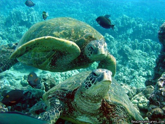 Welcome to Turtle Town! | Kayak and Snorkel eco-adventures in Maui | Image #2/3 | 