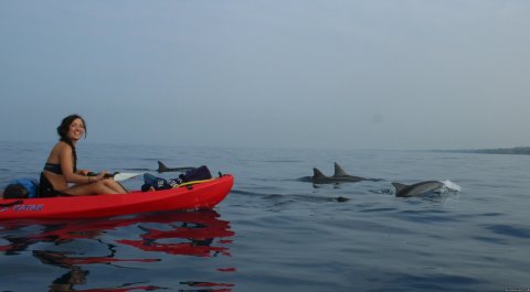 Kayak with Dolphins