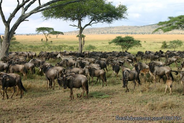 Serengeti National park | See animals in their real natural habitant | Central Highlands, Kenya | Wildlife & Safari Tours | Image #1/13 | 