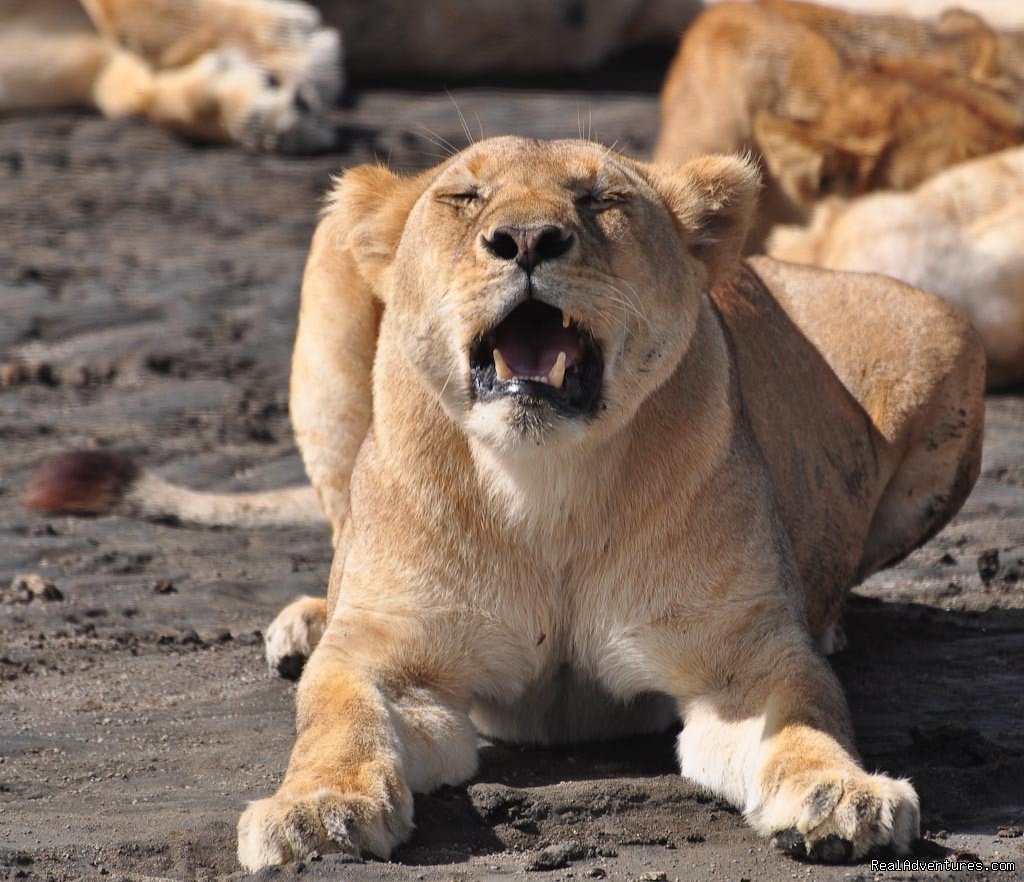 Serengeti Lion | RA Safaris Tanzania | Arusha, Tanzania | Wildlife & Safari Tours | Image #1/25 | 