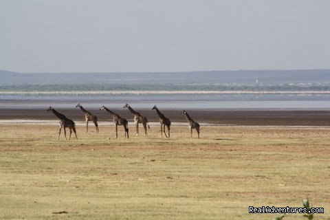 Giraffe in Ngorongro Crater