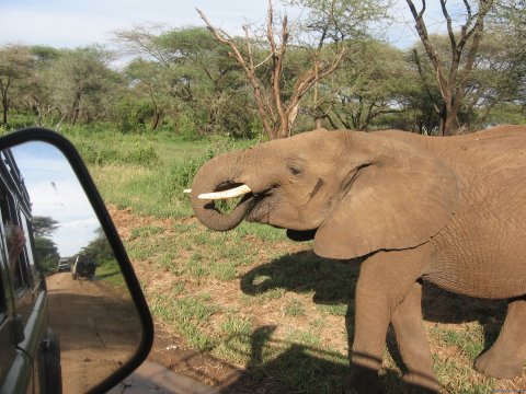 An elephant on Safari in Manyara National Park