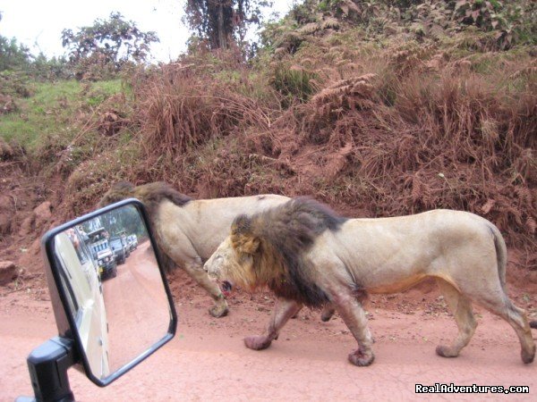 Lions in Ngorongoro | RA Safaris Tanzania | Image #9/25 | 